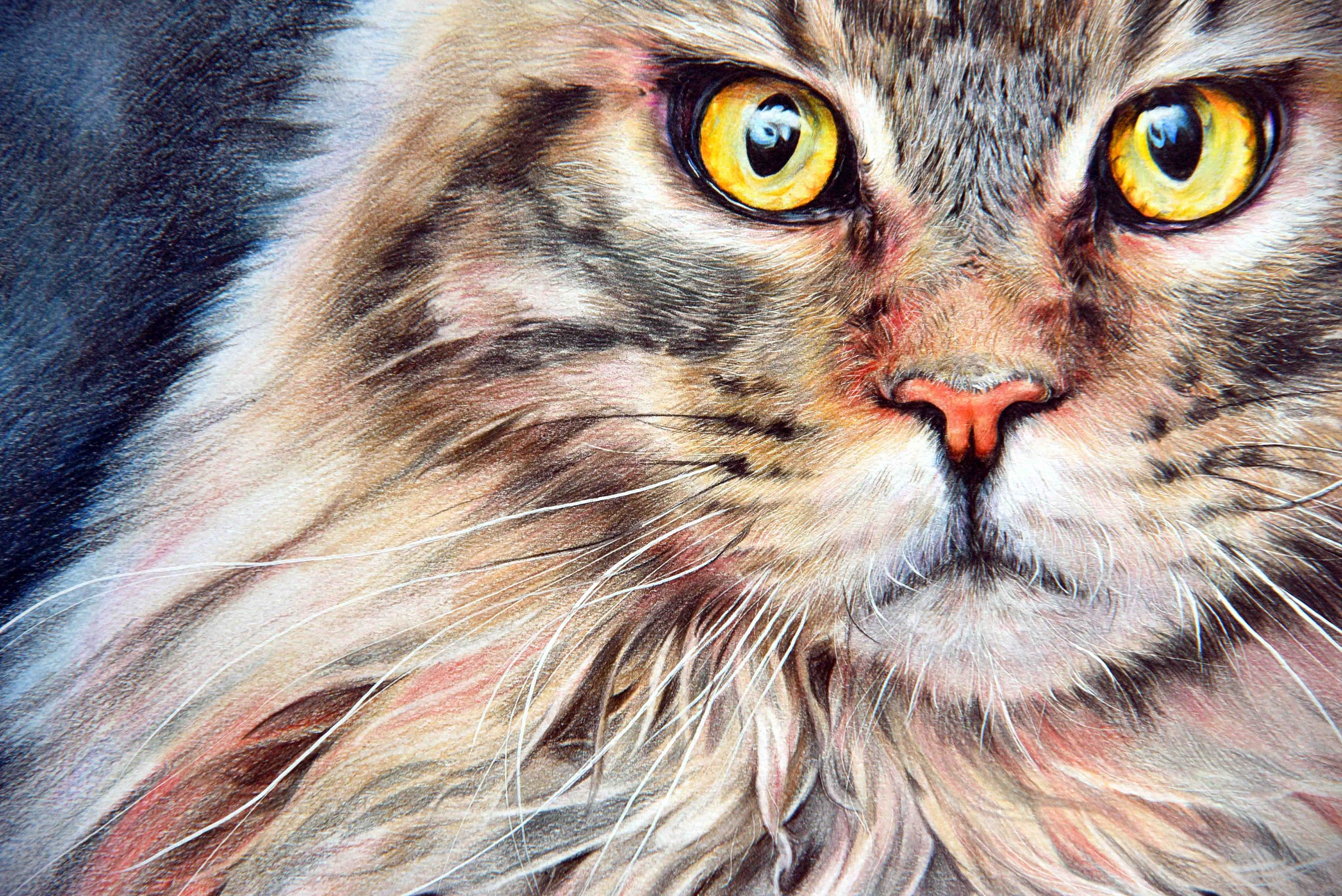 彩铅猫咪绘制-就喜欢这么霸气的喵!|纯艺术|彩铅
