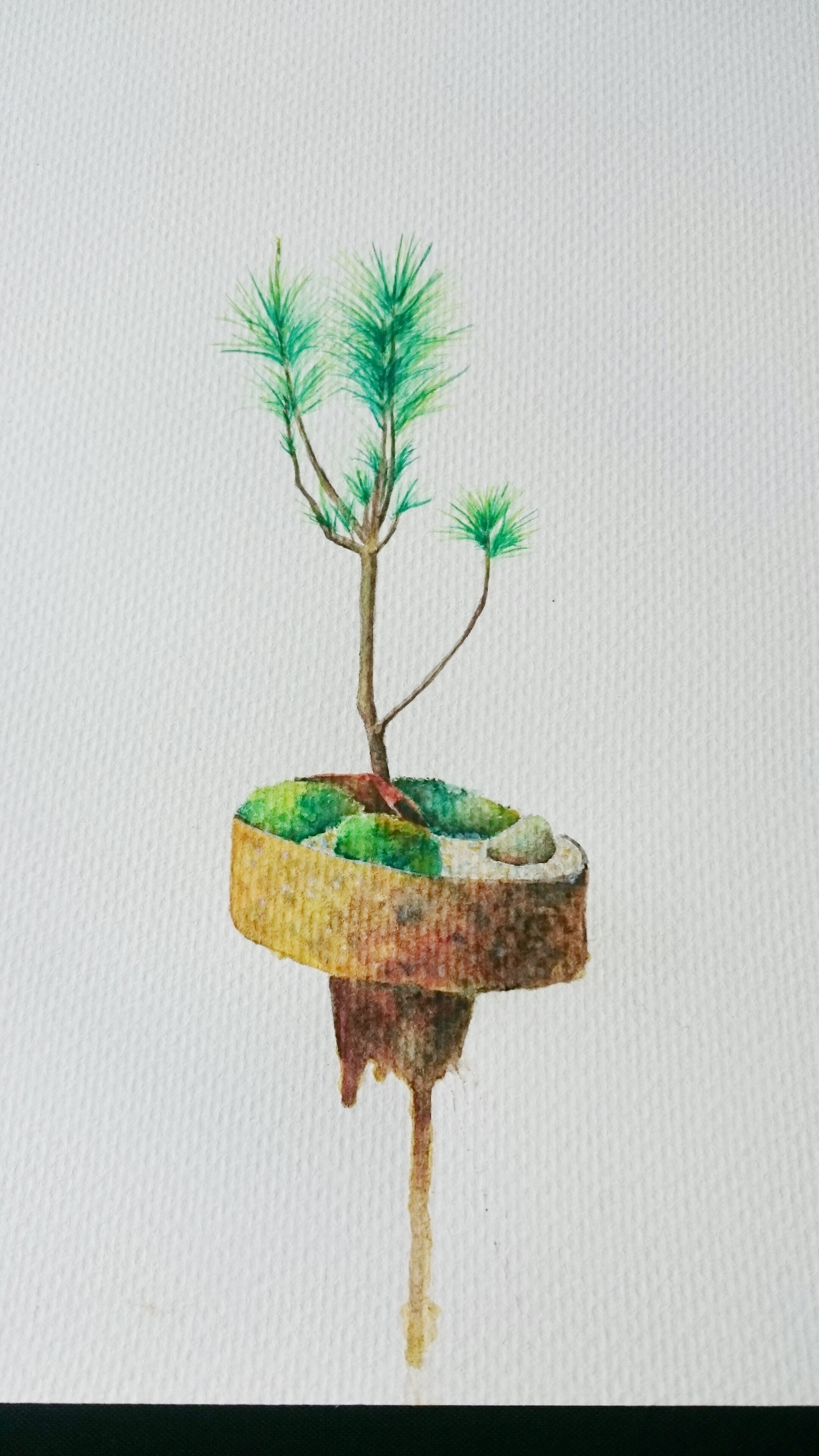 物喜--苔藓盆景绘画