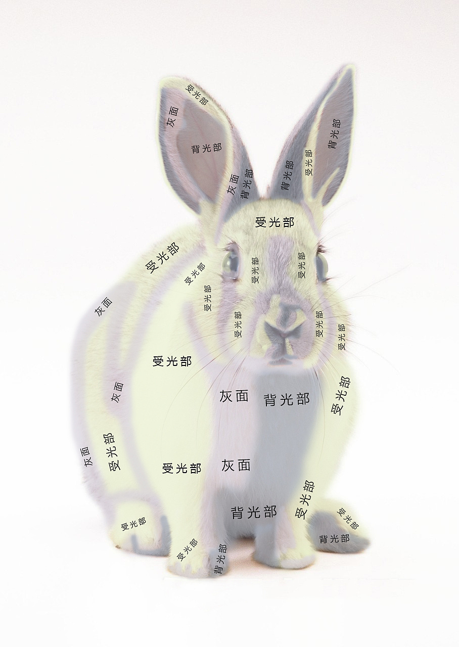 中央美院毕业裴俊飞老师妈妈拉艺术学院速写动物兔子