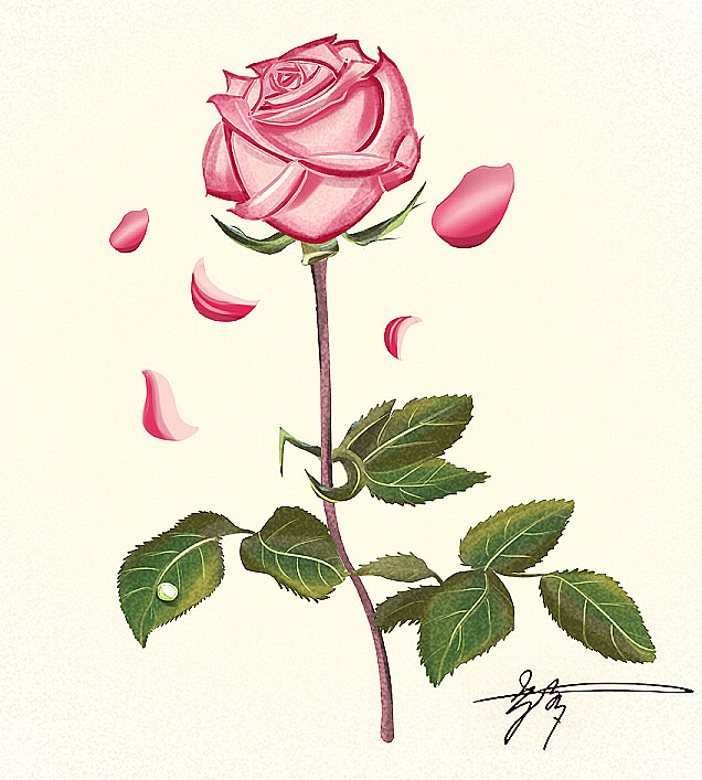 最近觉得画画比设计有趣多了,在花瓣上找了一朵粉色玫瑰