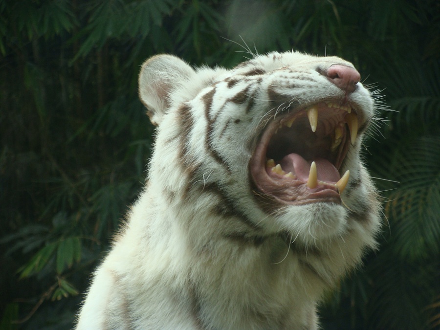 动物园里的动物,老虎熊猫浣熊