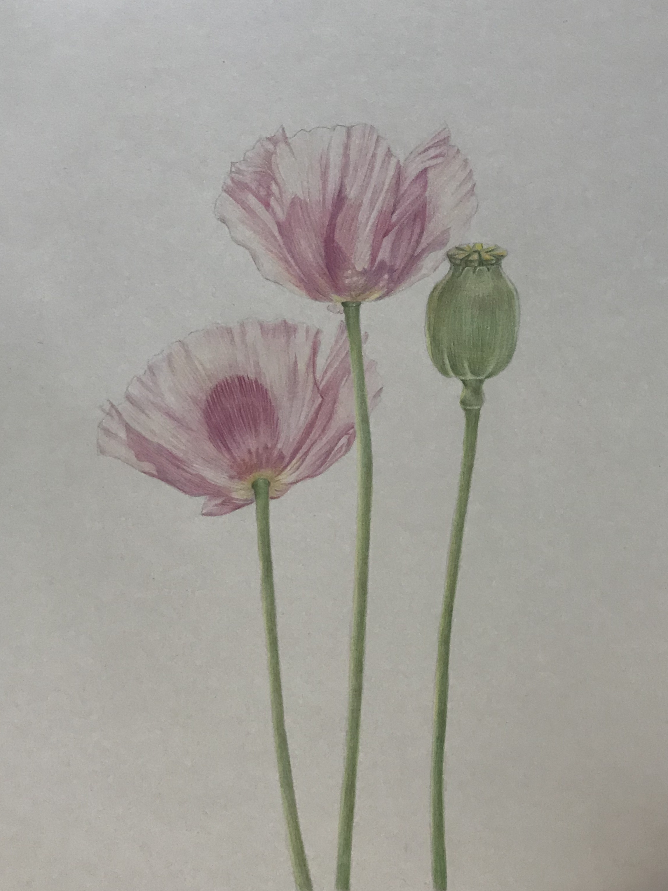 彩铅-罂粟花