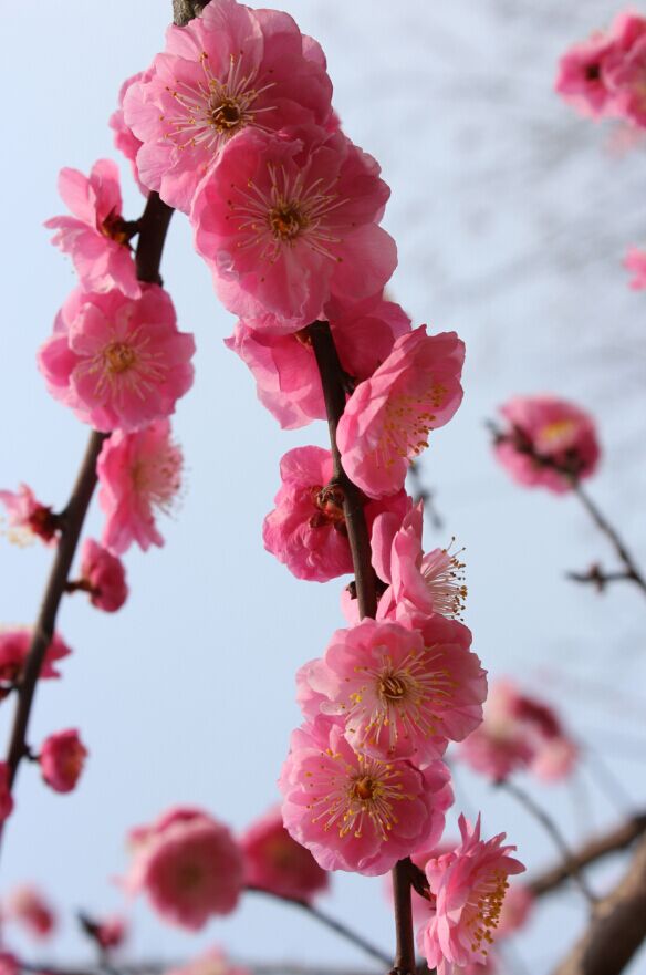 梅花|风光|摄影|云姐无言 - 原创设计作品 - 站酷