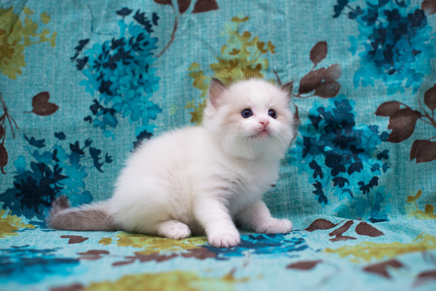 壁纸布偶猫