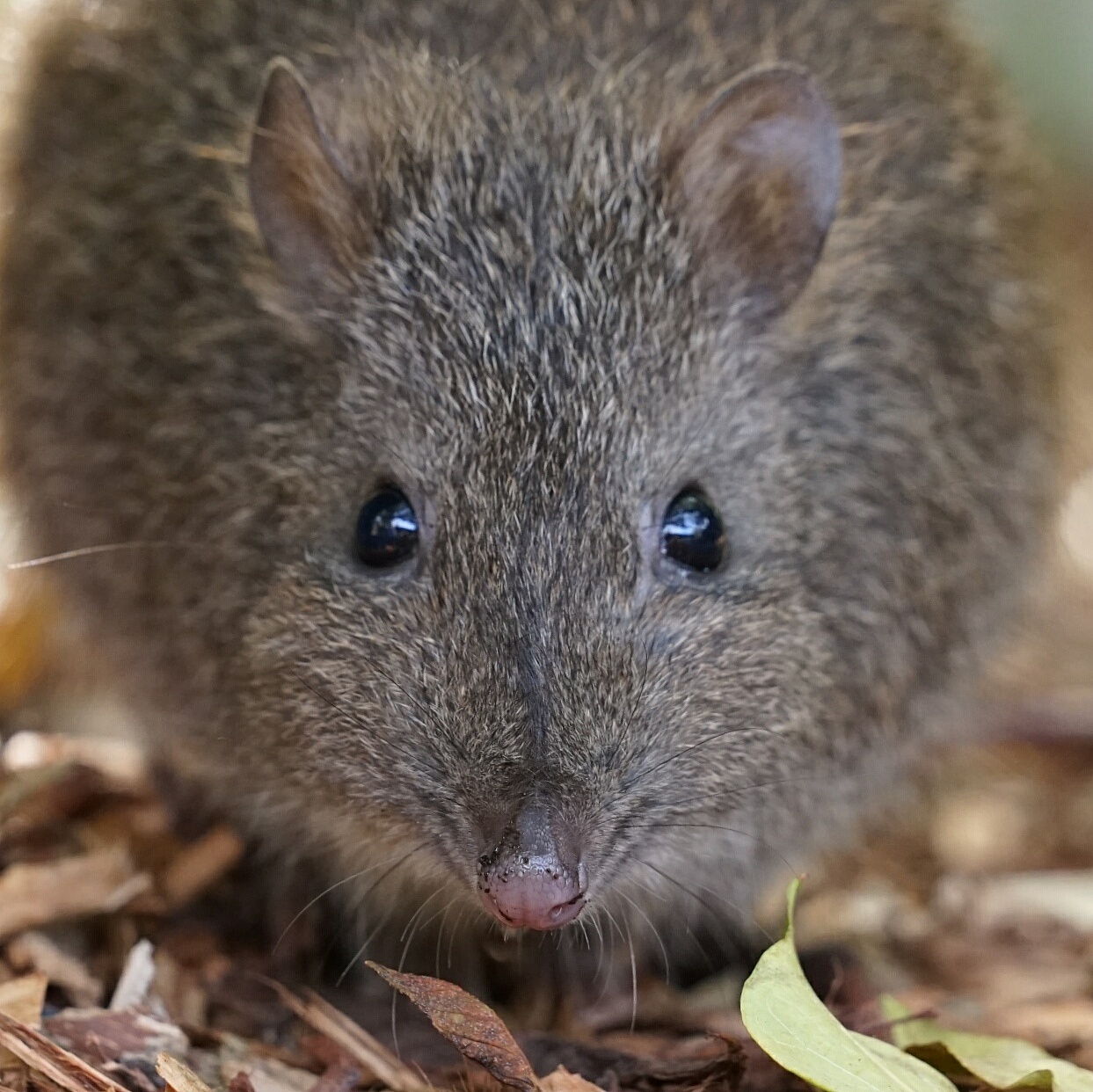 南澳的小老鼠