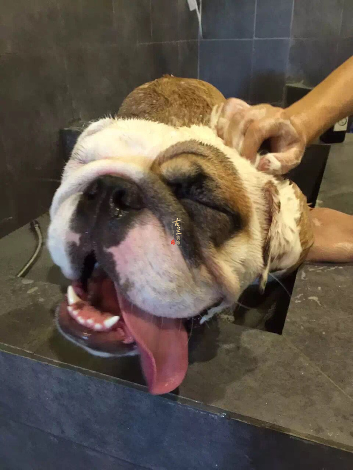 【宠物店装修设计】铁像寺水街宠物店设计|成