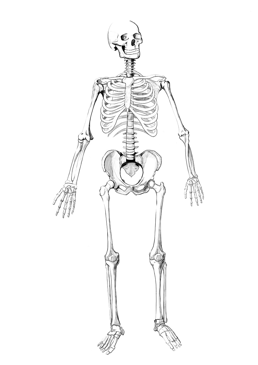 临摹 人体骨骼全身|绘画习作|插画|环玲子 - 原创设计作品 - 站酷 (ZCOOL)
