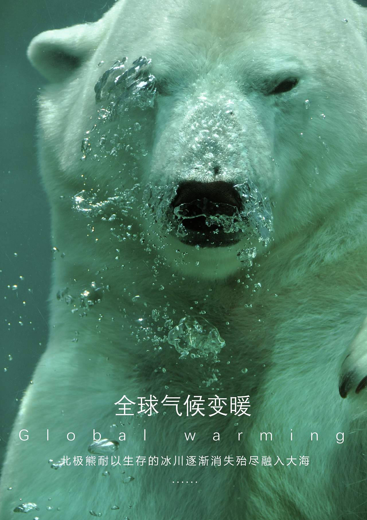 全球气候变暖,导致北极熊耐以生存的冰川