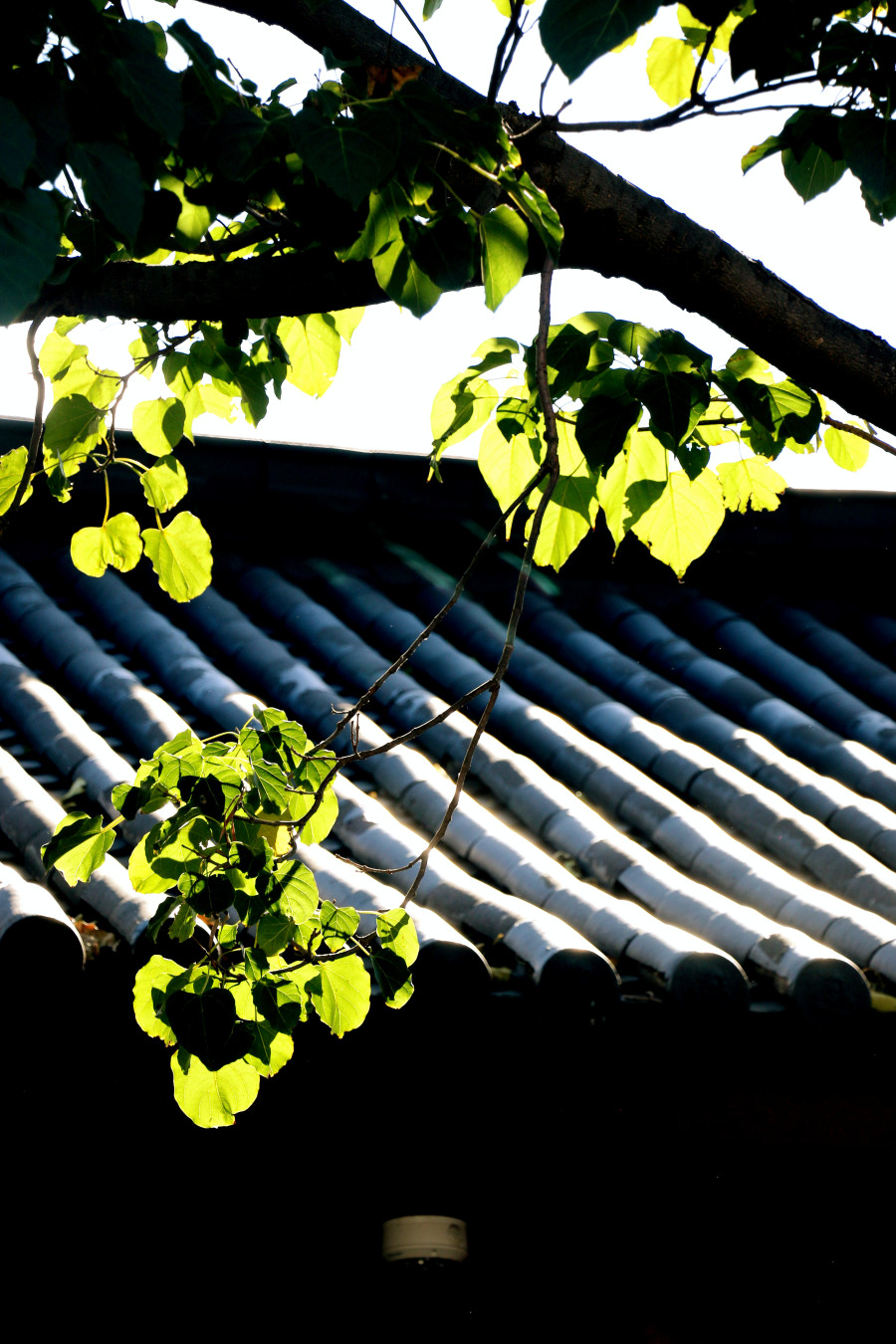 大理洱海-丽江-玉龙雪山-泸沽湖-昆明翠湖七日