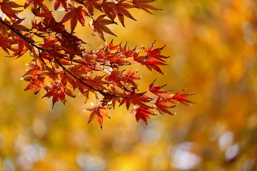 青岛最美八大关秋季取材|风光|摄影|浪子不凡 - 原创设计作品 - 站酷 (ZCOOL)