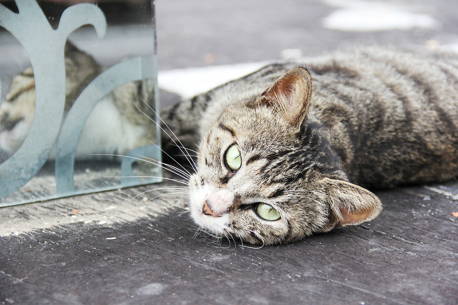 楼顶的野猫|宠物\/动物|摄影|醒着做梦的人 - 原创