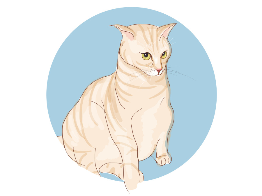 橘猫|商业插画|插画|苏二胖 - 原创设计作品 - 站