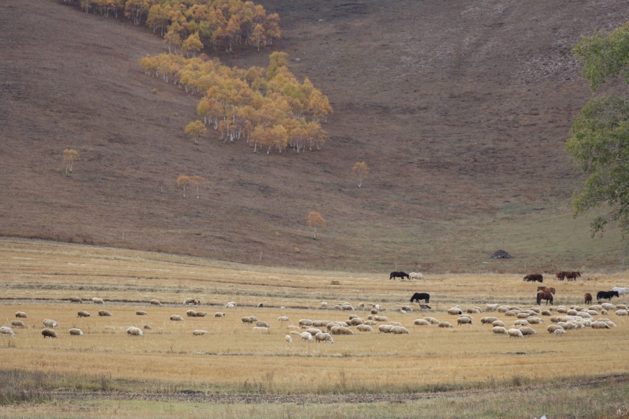 马和羊|风光|摄影|Marialiu0703 - 原创设计作品