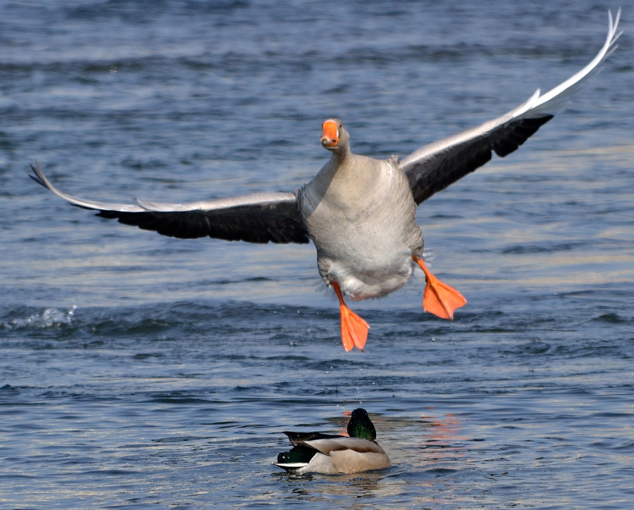 吉林市野鸭子|宠物\/动物|摄影|xuhanwen159 - 原
