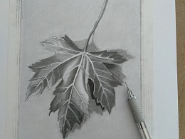 叶子素描