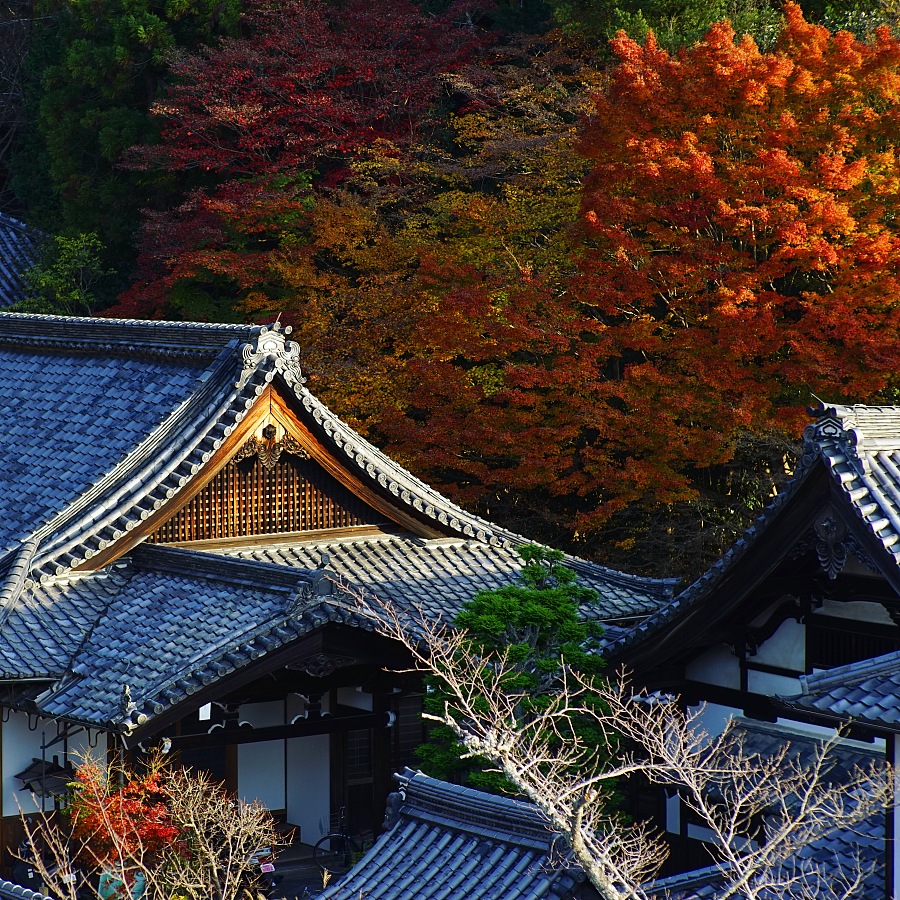 京都|kyoto 但凡所遇,皆成风景|风光|摄影|文静林