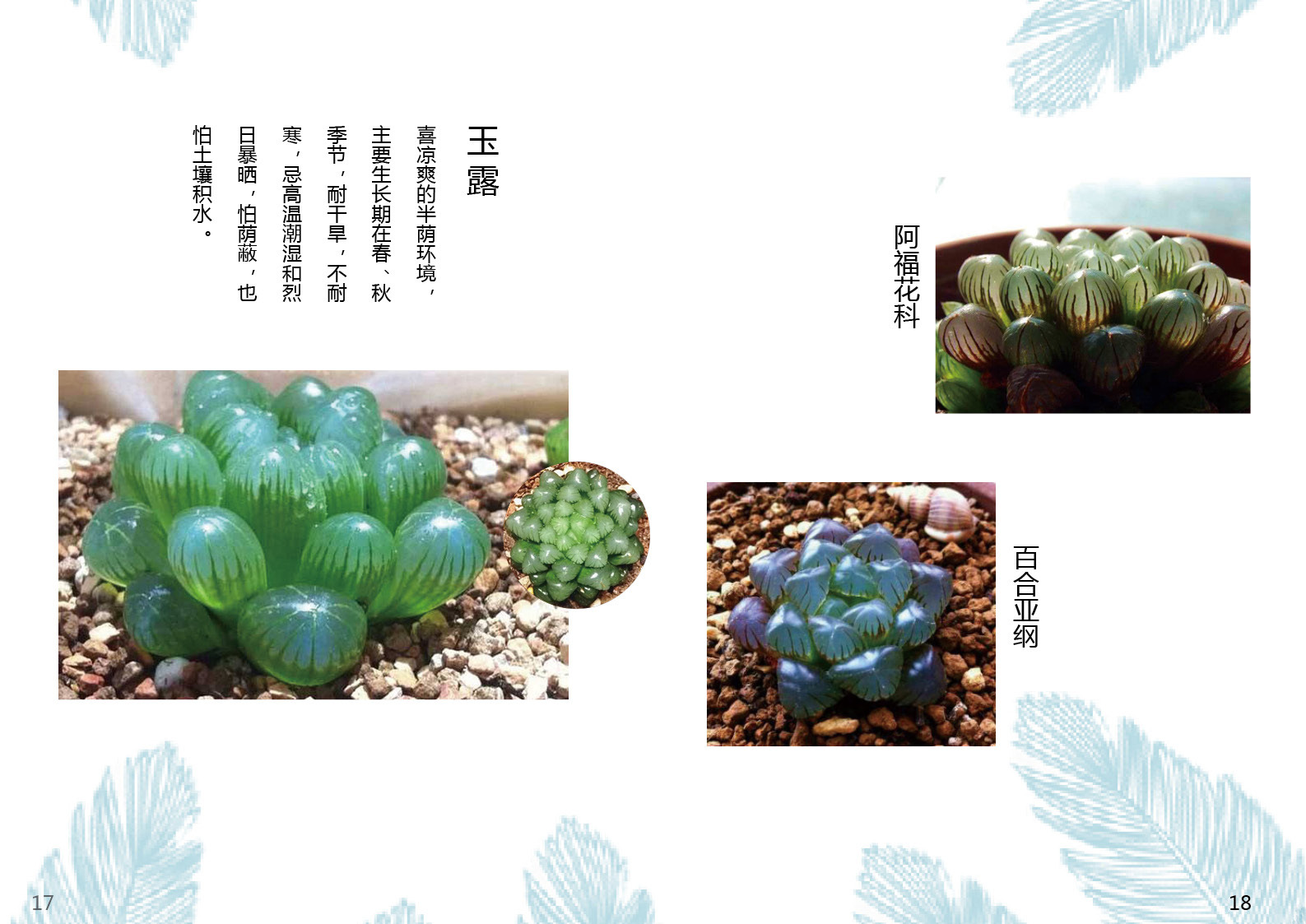 多肉植物画册|平面|书装\/画册|陈3岁 - 原创作品