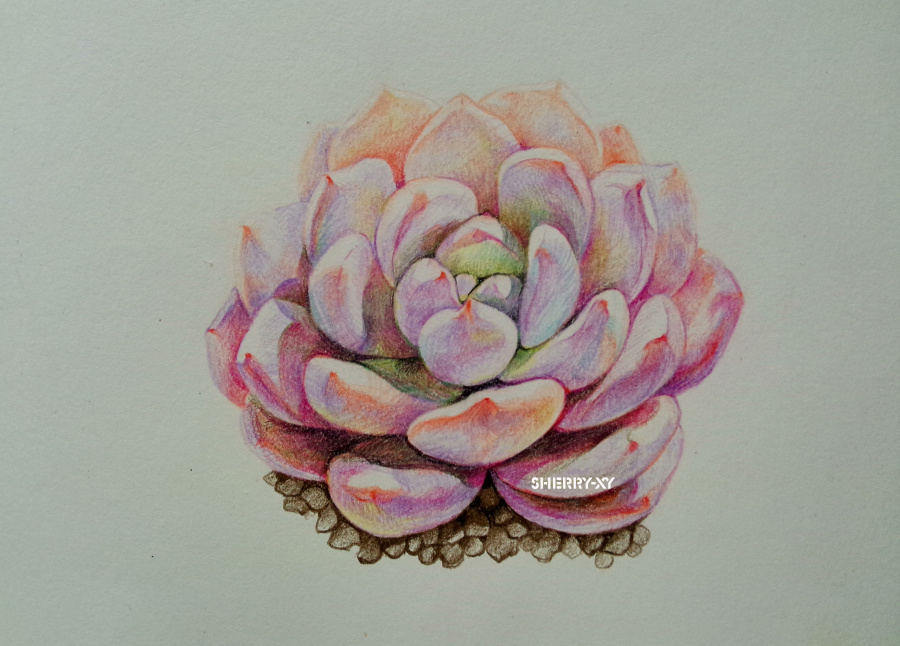 苹果雨的多肉彩铅【芙蓉雪莲】|彩铅|纯艺术|苹