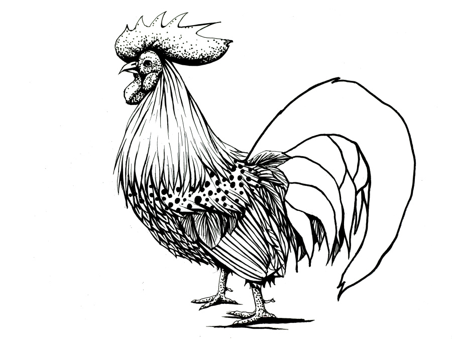 五彩鸡|绘画习作|插画|带着龙猫去旅行 - 原创设