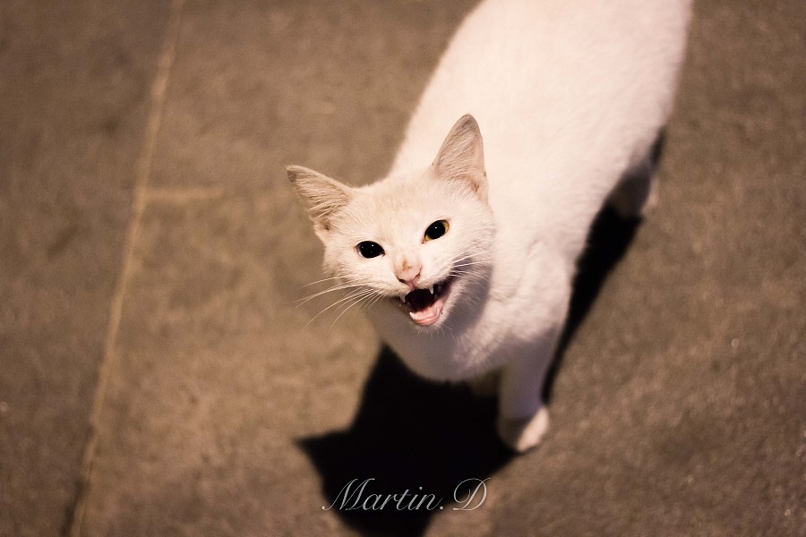 流浪猫系列之大白喵|宠物\/动物|摄影|Martins92 - 原创设计作品 - 站酷 (ZCOOL)