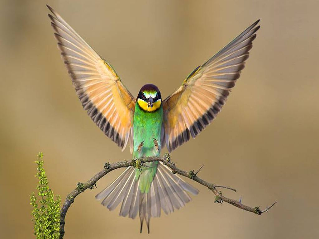 最漂亮的鸟_最罕见的鸟,太美了