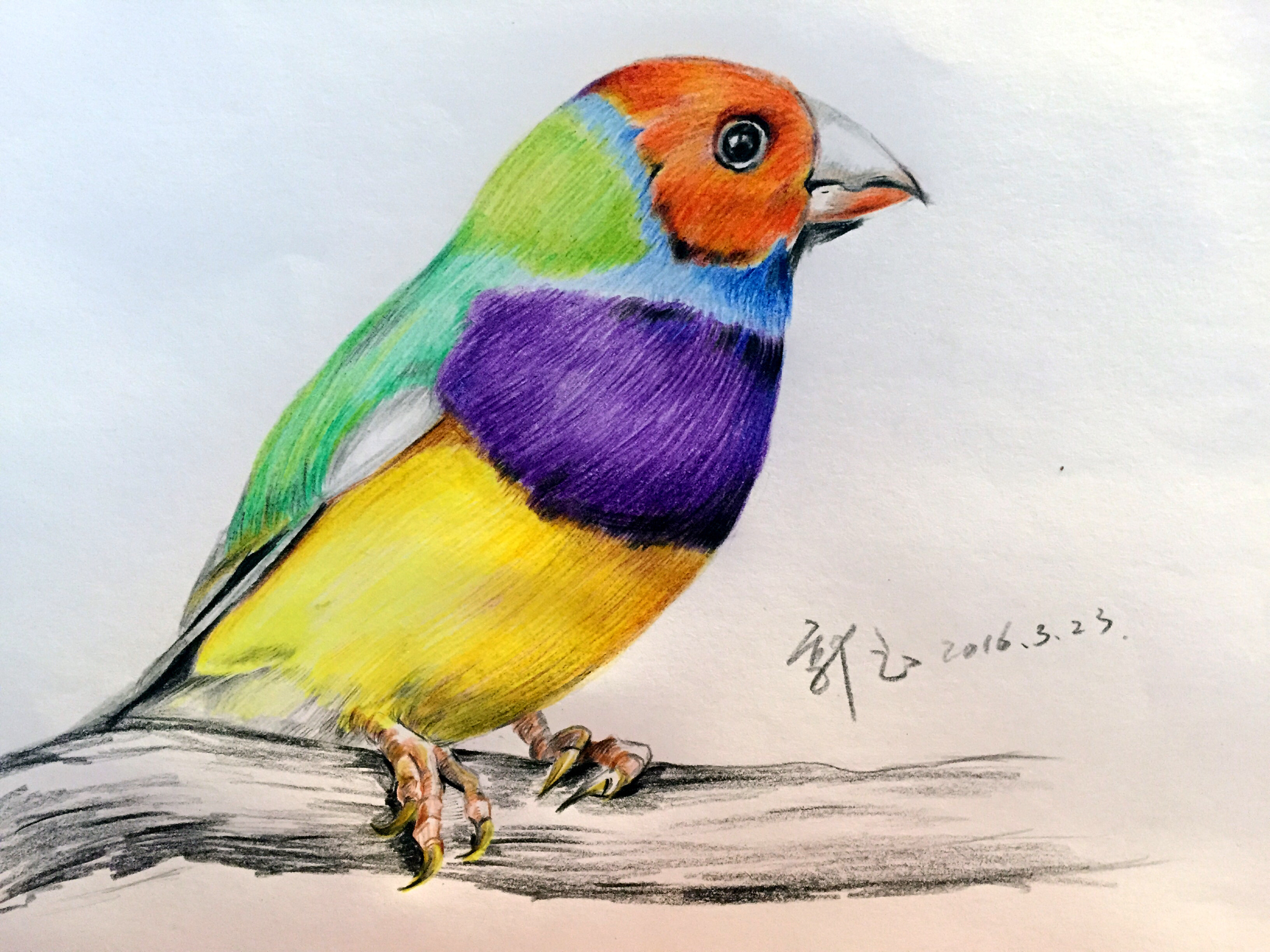 动物彩铅画花鸟手绘