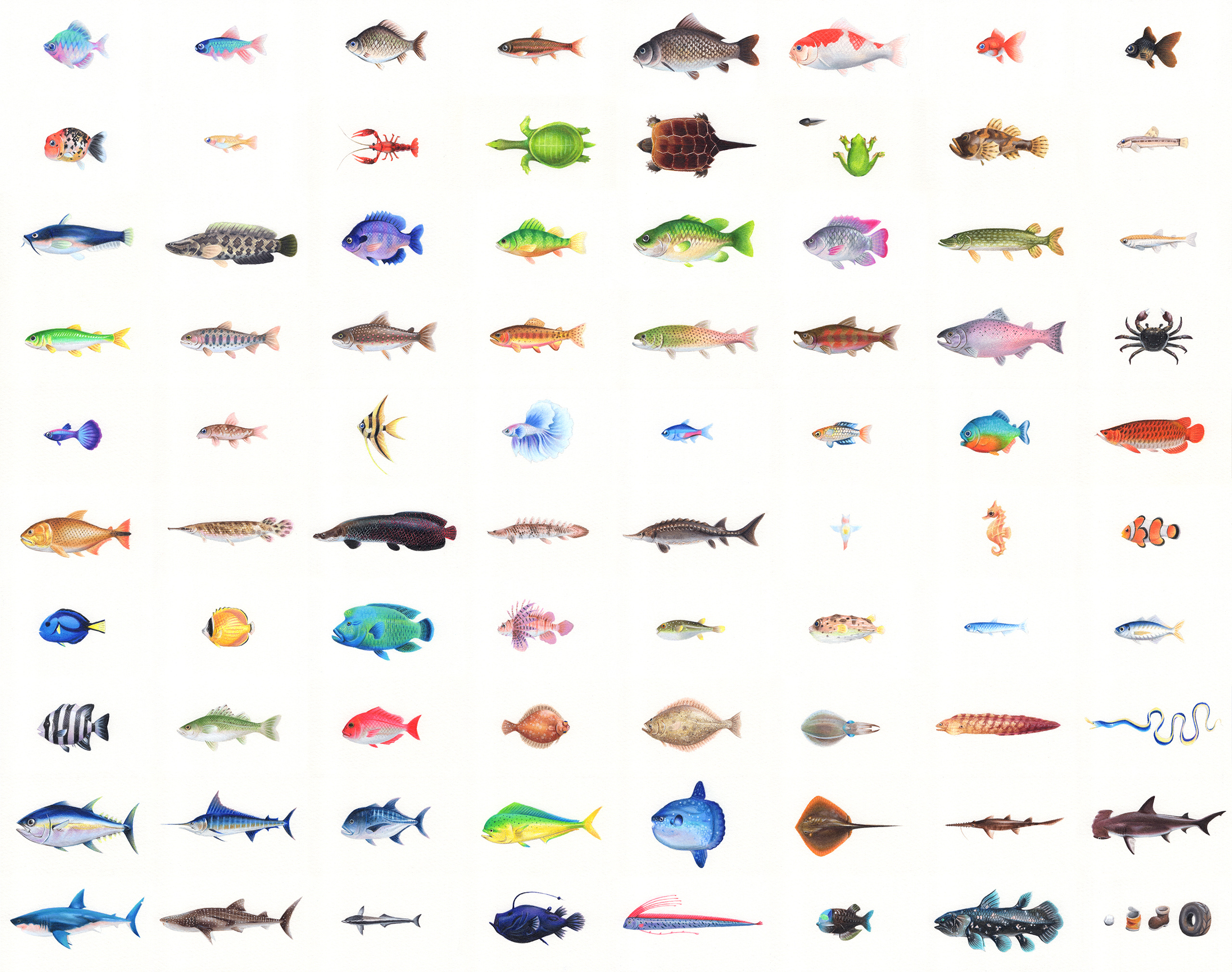 动森鱼类全图鉴 - 彩铅版