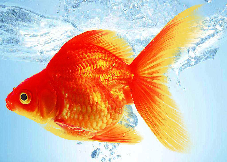 头发、丝金鱼等换背景30秒搞定|海报|平面|冰清