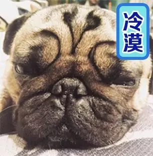 阿怪表情第三期,狗笑得无邪,表情疯了世界菜说表情包别人的图片