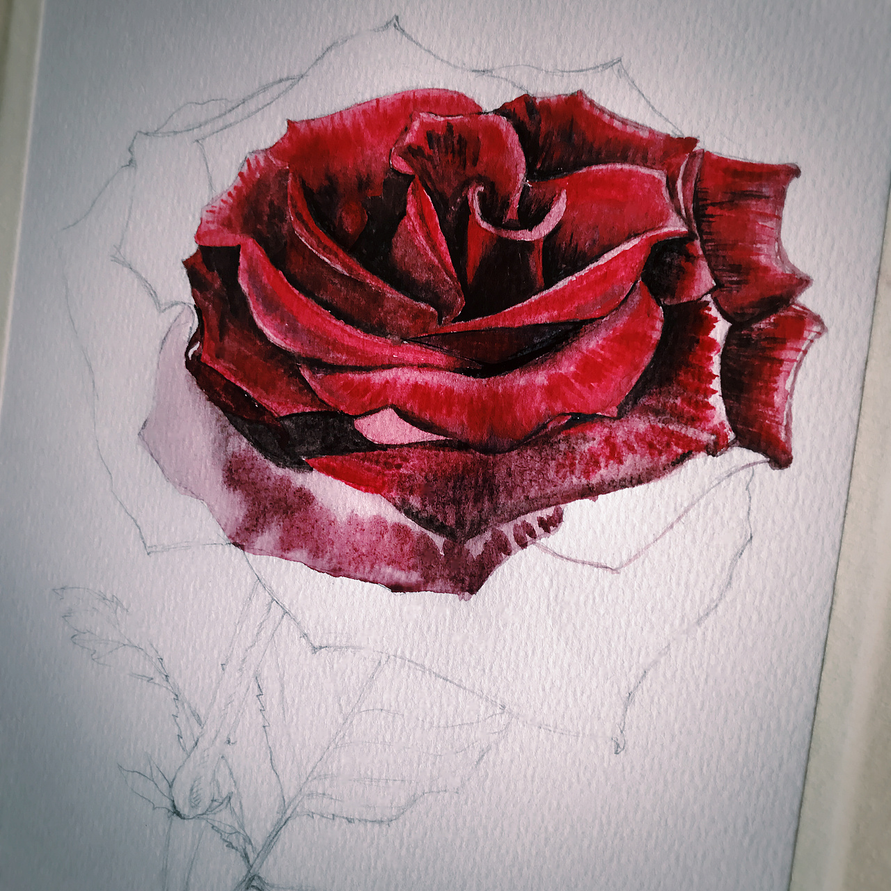 零基础也能画出这朵水彩玫瑰花