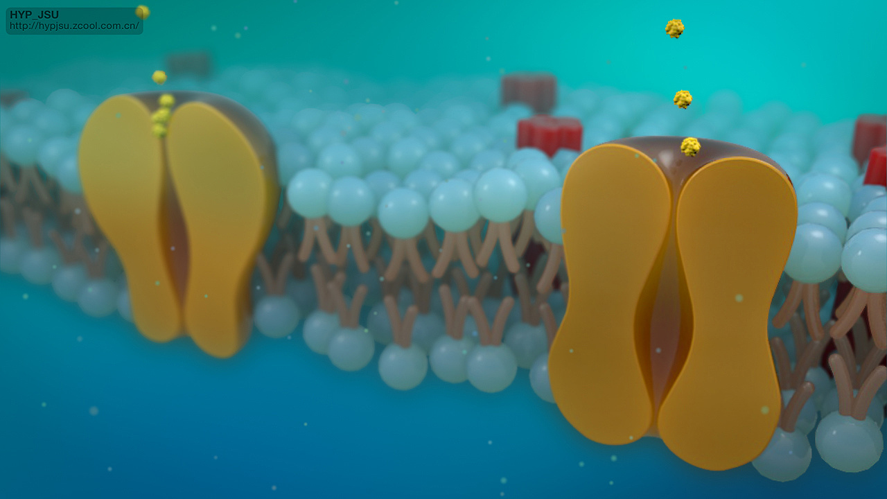 练习:细胞膜动画|三维|人物\/生物|HYP_JSU - 原创作品 - 站酷 (ZCOOL)