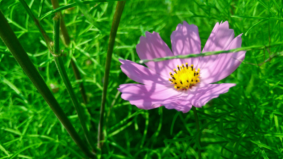 格桑花开,向阳生长|风光|摄影|悲伤者的旋律 - 原