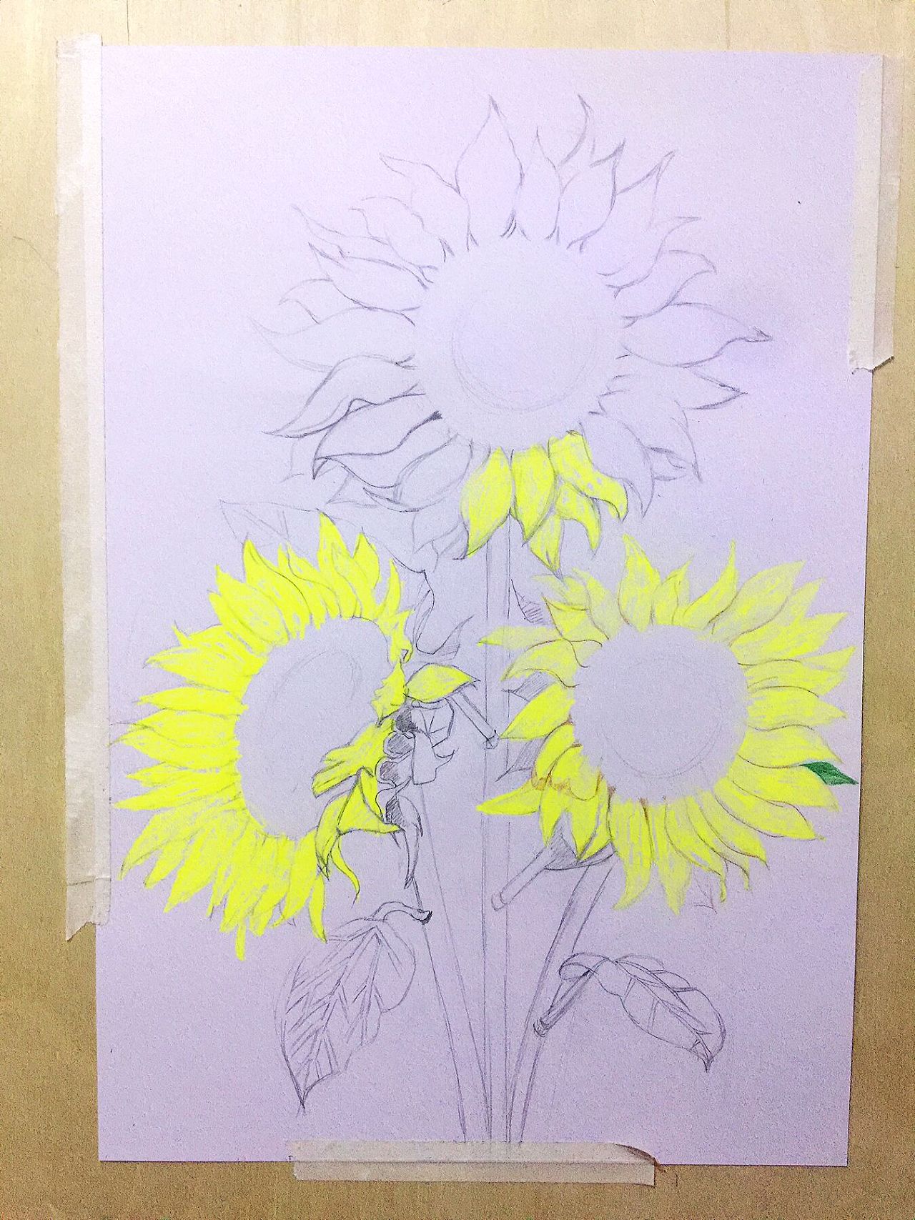 每日一画-向日葵
