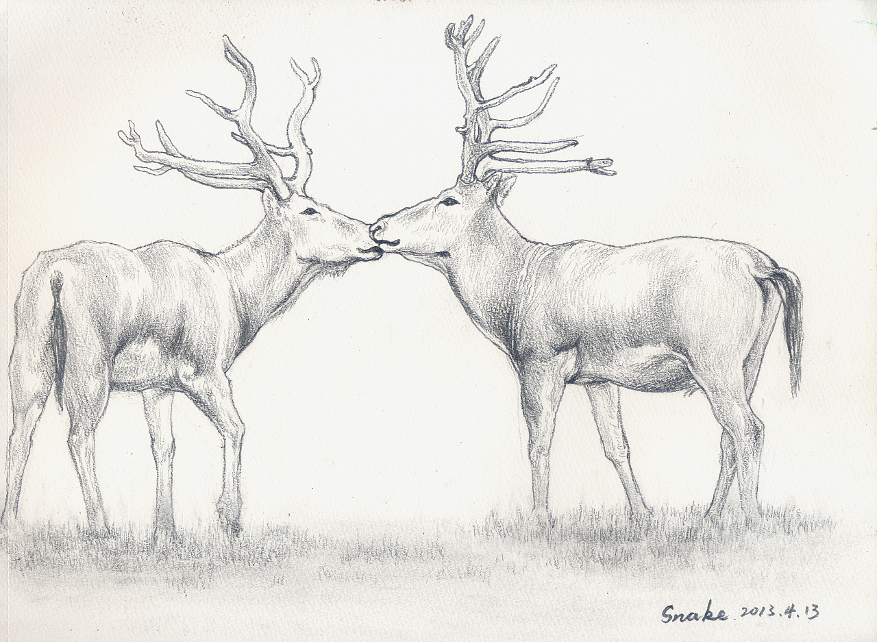 每周一动物(9)--4B铅笔速写--麋鹿(绘画素材取自