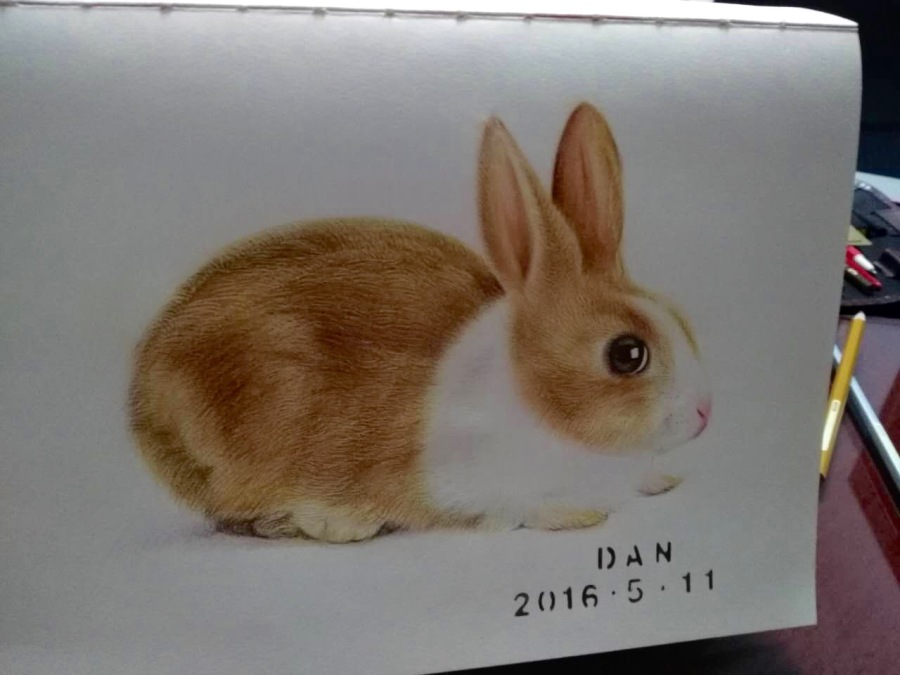 铅笔画兔子|绘画习作|插画|dandanleelee - 原创设计作品 - 站酷 (ZCOOL)