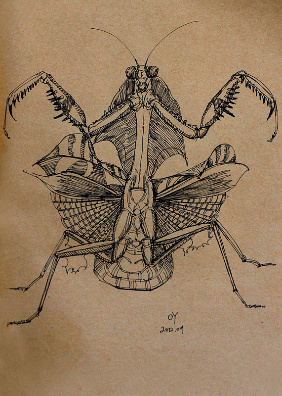 oy手绘:一些螳螂|纯艺术|绘画|欧阳鹏杰_oy - 原创