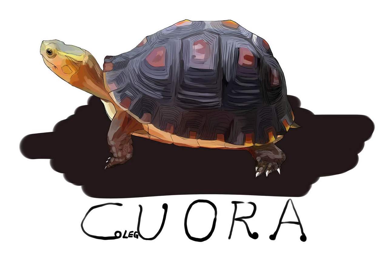 国龟之美--黄缘闭壳龟