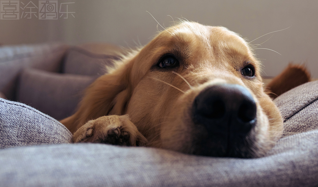 小姐姐与金毛大暖汪|摄影|人像|喜涂鸦乐 - 原创作品 - 站酷 (ZCOOL)