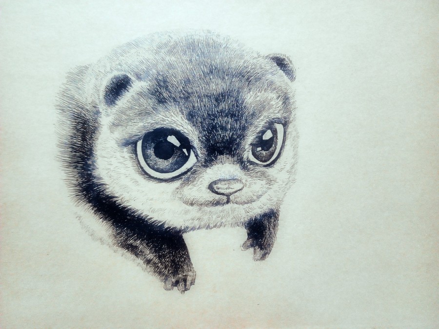 李万海手绘动物--可爱浣熊|钢笔画|纯艺术|李万