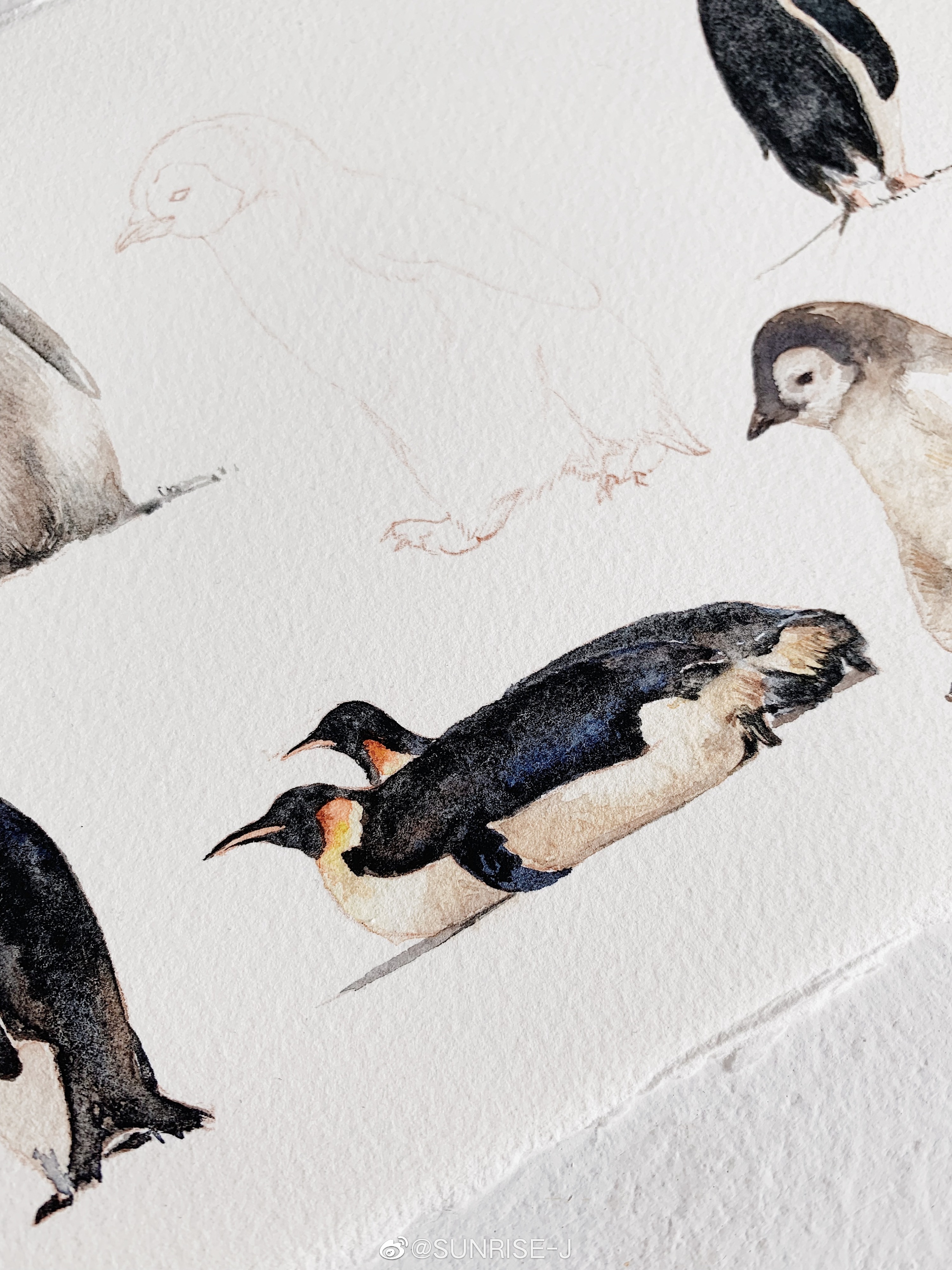 水彩企鹅绘画过程