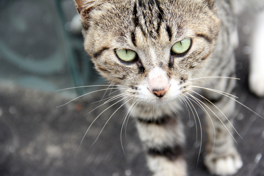 楼顶的野猫|宠物\/动物|摄影|醒着做梦的人 - 原创