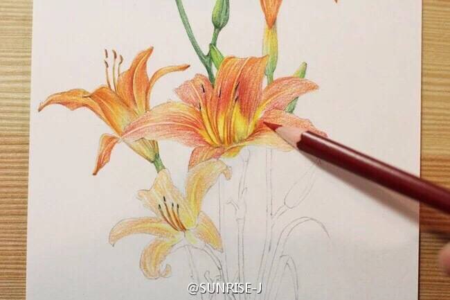 原创彩铅花卉植物|商业插画|插画|SUNRISE805