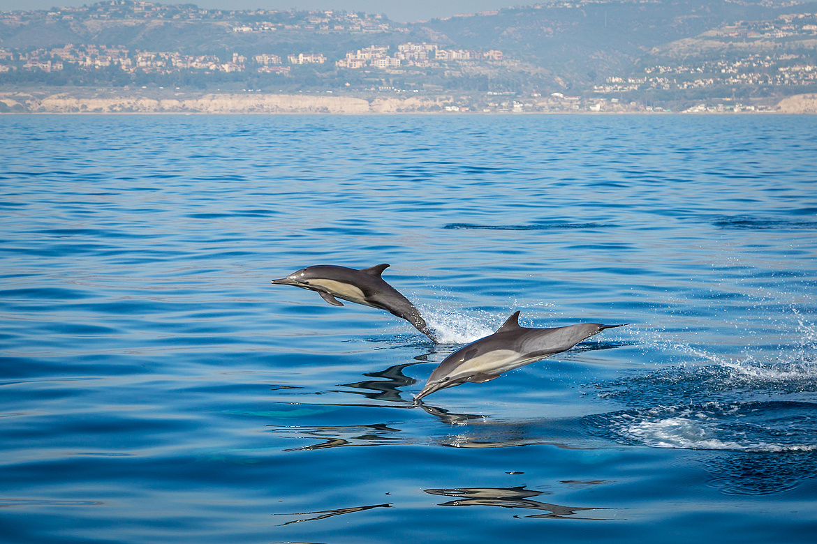这是一条灰鲸的尾巴. 还拍了不少海豚跳水的照片