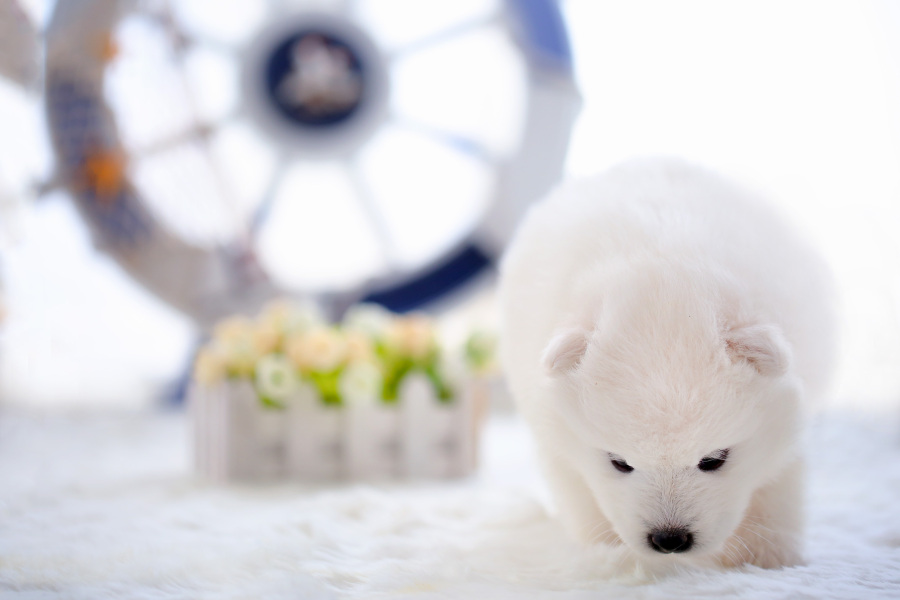 【宠爱宠拍】北极熊幼崽|宠物\/动物|摄影|l7840
