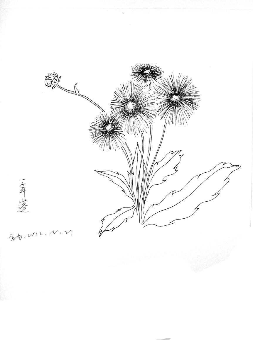 植物速写||插画|非其所是 - 原创设计作品 - 站酷