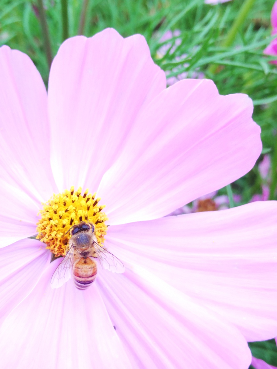 花影|静物|摄影|麟鹤轩 - 原创设计作品 - 站酷 (Z