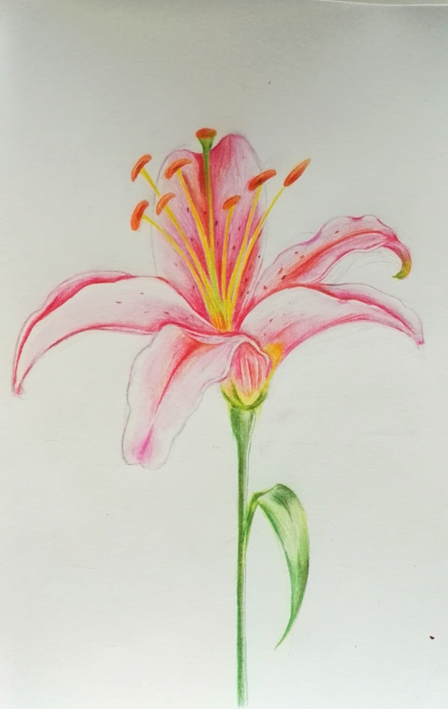 狐尾百合花|绘画习作|插画|XLean - 原创设计作