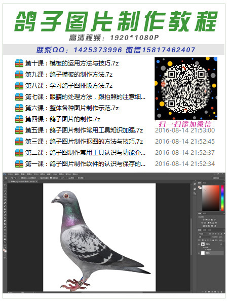 电脑软件制作鸽子照片教程鸽子图片制作ps赛鸽美图教程信鸽眼睛处理