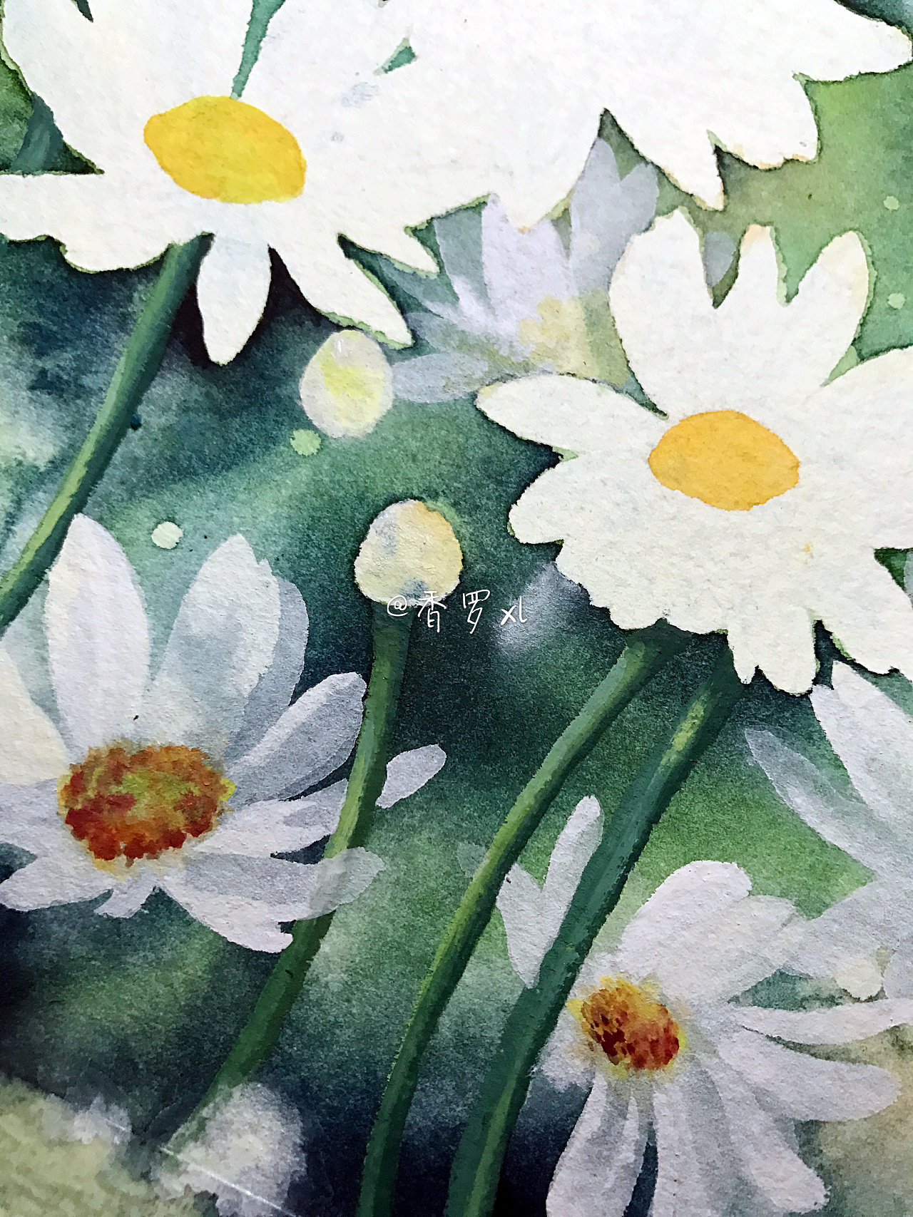 水彩雏菊