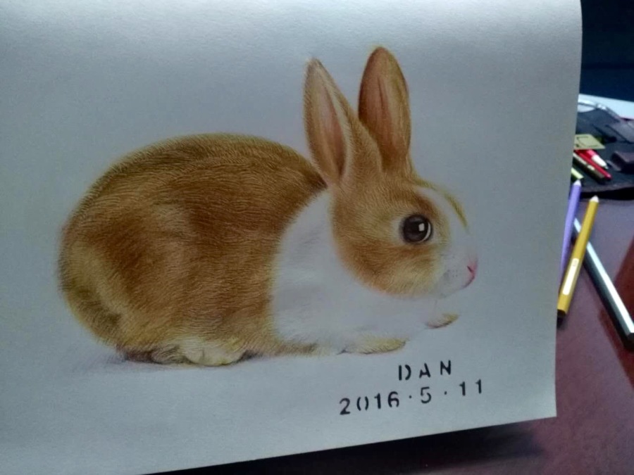 铅笔画兔子|绘画习作|插画|dandanleelee - 原创